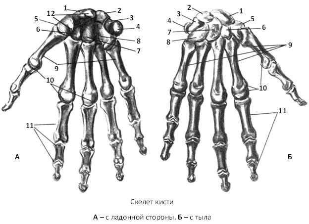 Скелет пальцев человека. Кости кисти анатомия. Скелет руки человека строение анатомия. Кости кисти анатомия Синельников. Ладьевидная кость кисти анатомия.